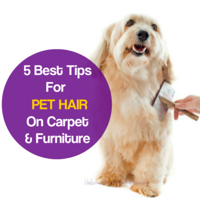Remove Pet Hair From Carpet