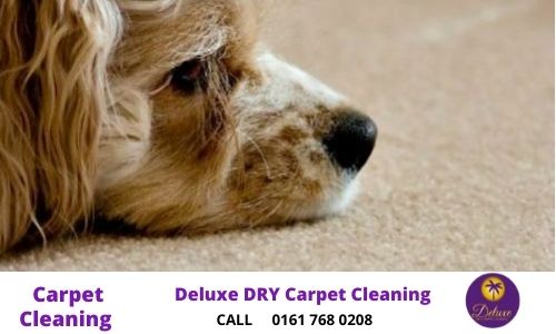 carpets-cleaning- pet owners